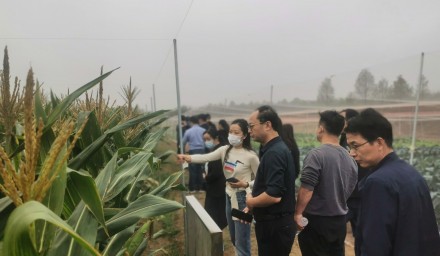 太阳成集团tyc33455cc召开全省鲜食玉米品种秋季现场观摩会